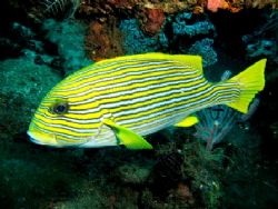 Ribbon Sweetlips at cleaning station...i guess. It didn't... by Mohan Thanabalan 